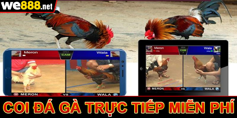 Coi đá gà trực tiếp miễn phí