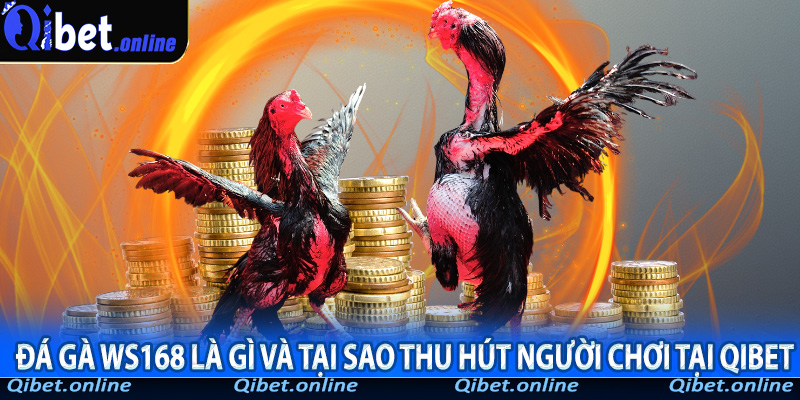 Đá Gà WS168 là gì và tại sao thu hút người chơi tại Qibet