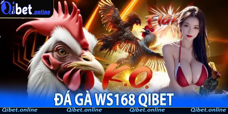 Đá Gà WS168 Qibet – Cẩm Nang Trải Nghiệm Đấu Trường Gà Nhanh, Thật, Đã